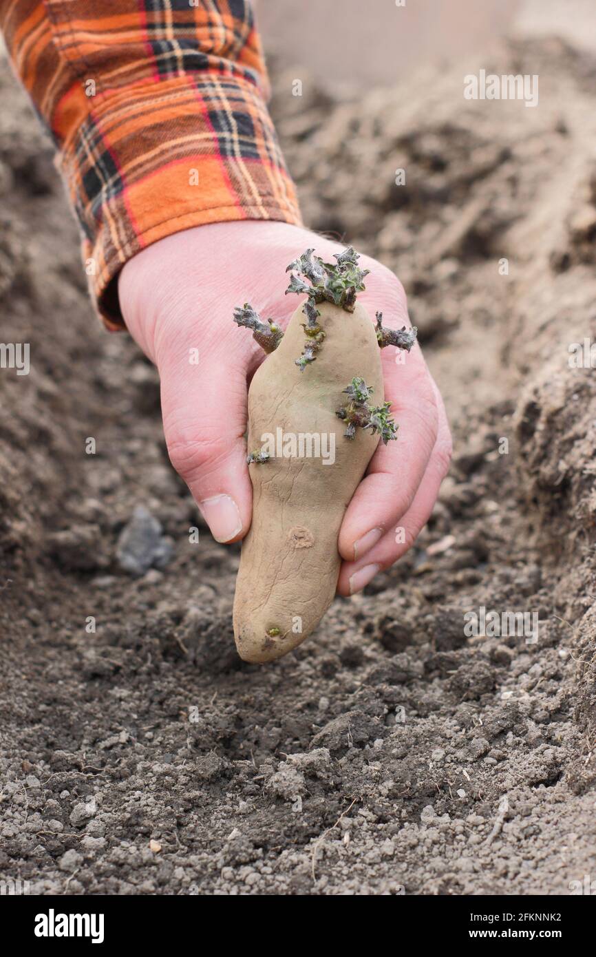 Planting potatoes by hand in a garden. Chitted seed potatoes - Solanum tuberosum 'Ratte' second earlies - being planted into a trench. Stock Photo