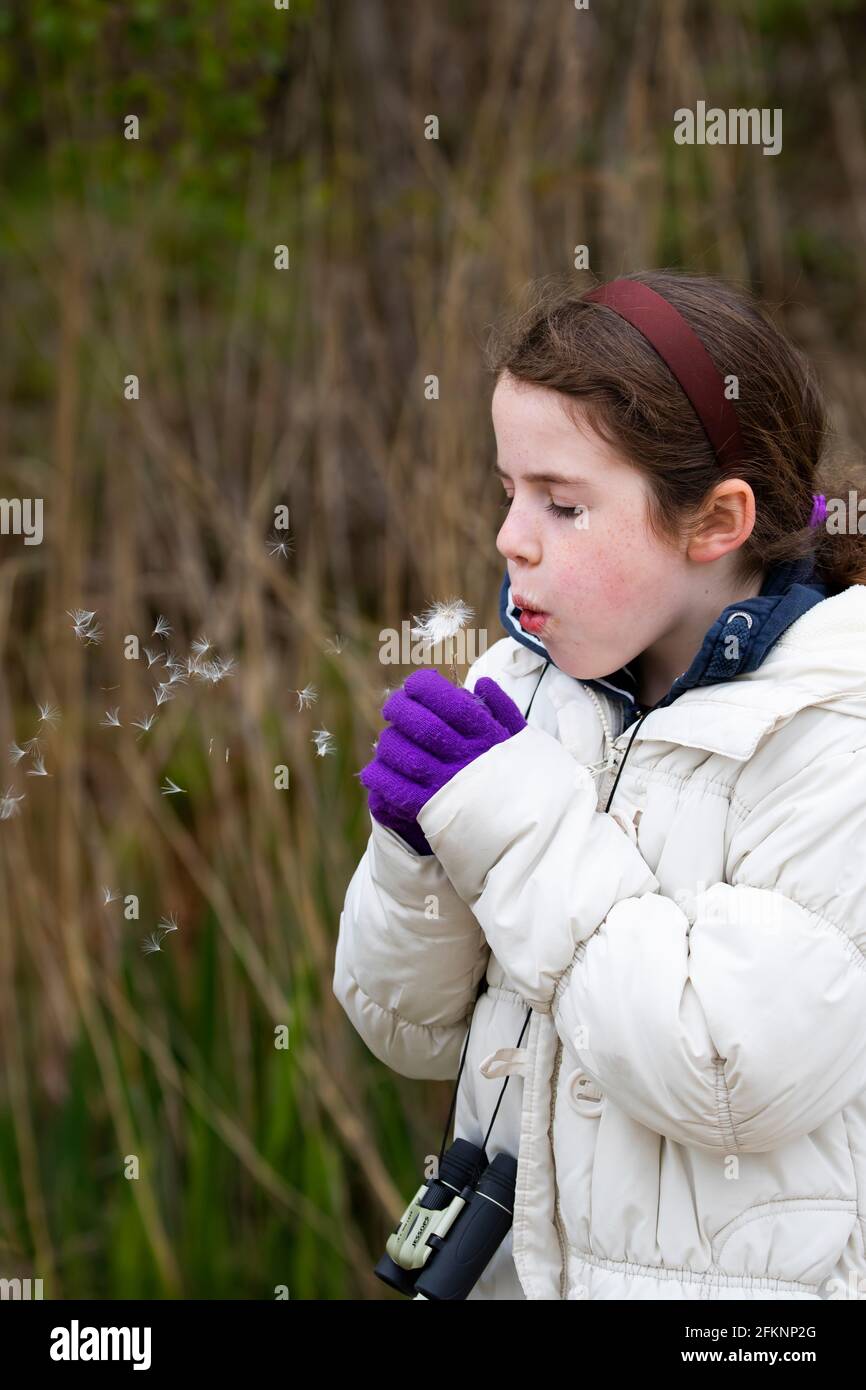 A young girl enjoys blowing a dandelion clock and dispersing seeds at Fairburn Ings RSPB nature reserve near Wakefield, Yorkshire U.K. Stock Photo