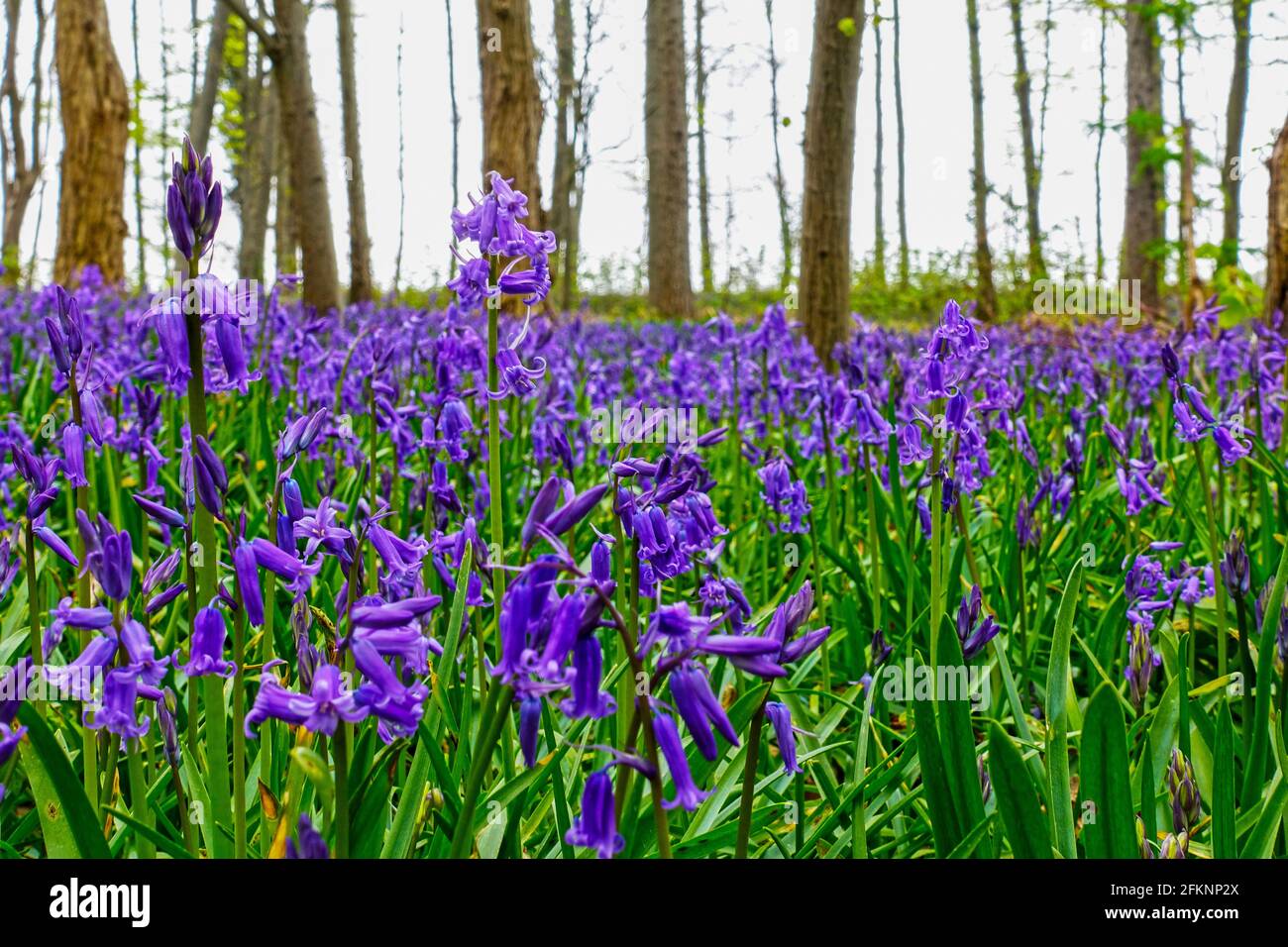 Carpet of beautiful bluebell flowers, Hyacinthoides non-scripta, in a forest at the town of Baal, Germany Stock Photo