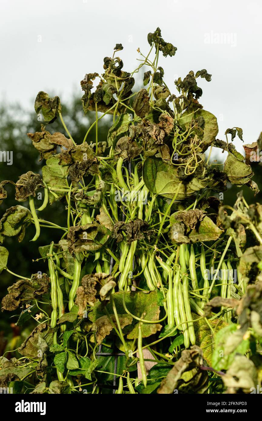 Frost Damage to climbing beans in the kitchen garden Stock Photo Alamy