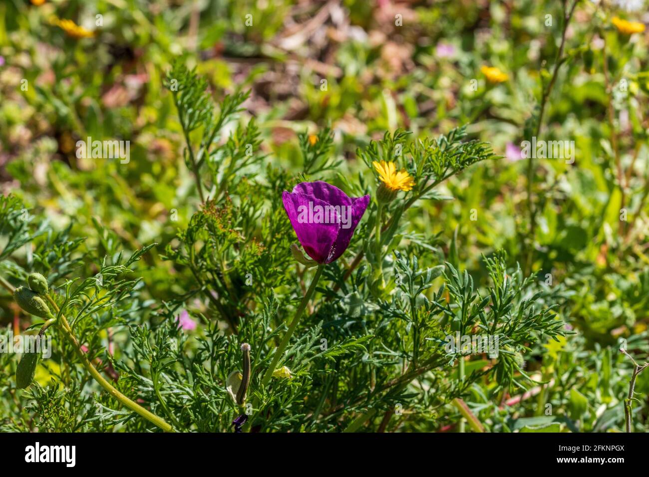 Roemeria hybrida, Violet Horned Poppy Plant in Flower Stock Photo