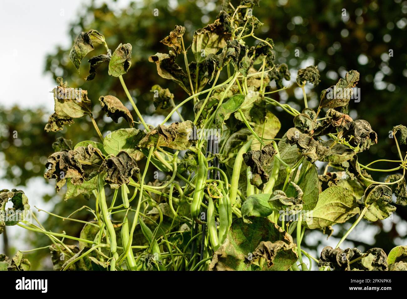 Frost Damage to climbing beans in the kitchen garden Stock Photo Alamy