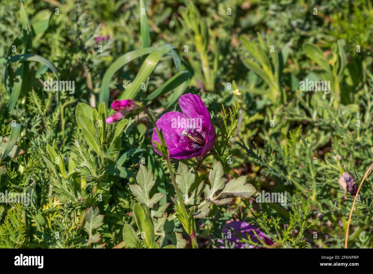 Roemeria hybrida, Violet Horned Poppy Plant in Flower Stock Photo