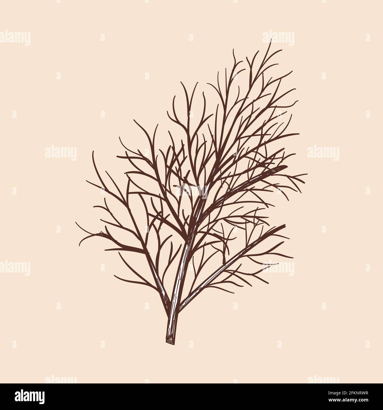 Dill Icon. Hand Drawn Sketch Design. Vector Illustration Stock Vector ...