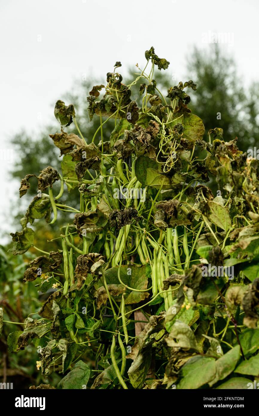 Pole beans High Resolution Stock Photography and Images Alamy