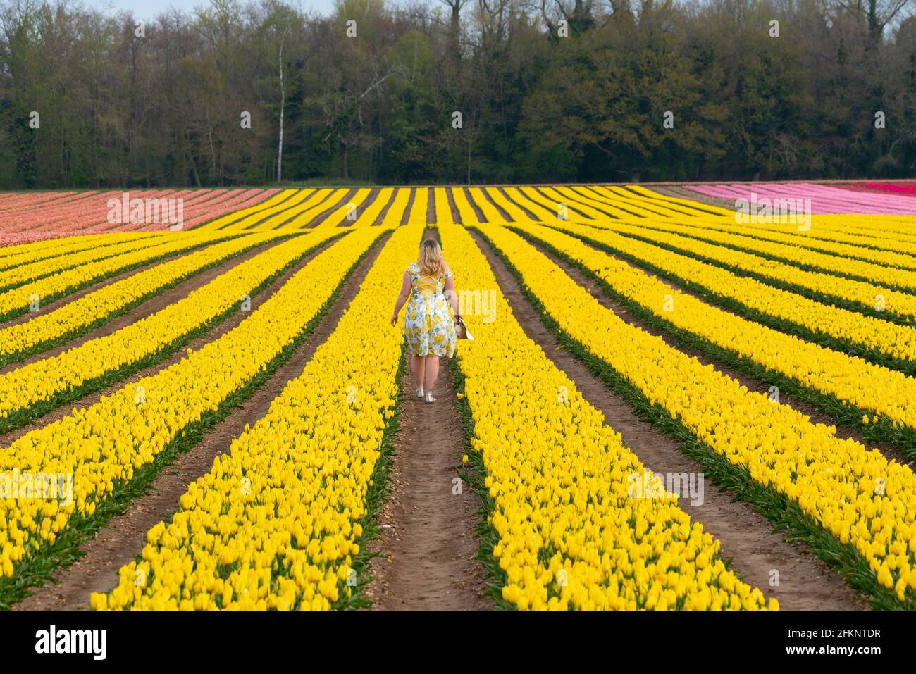 Norfolk tulip field Stock Photo Alamy