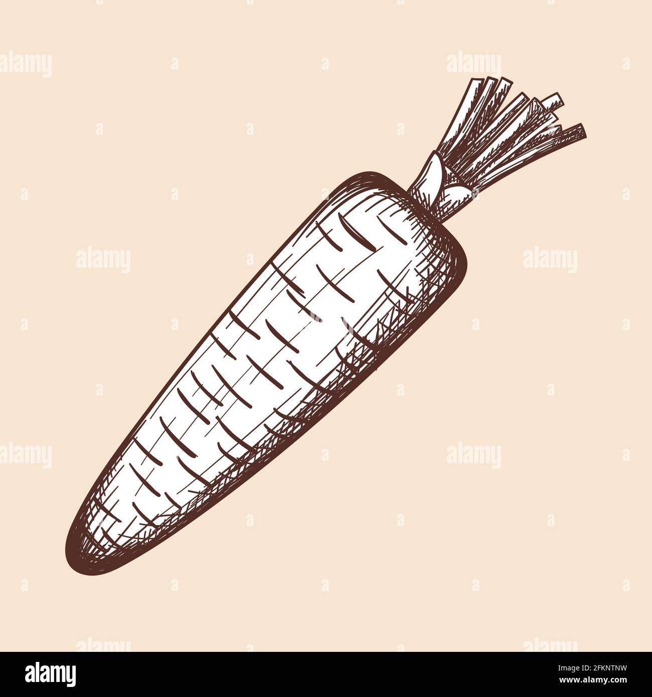 Carrot Icon. Hand Drawn Sketch Design. Vector Illustration Stock Vector ...