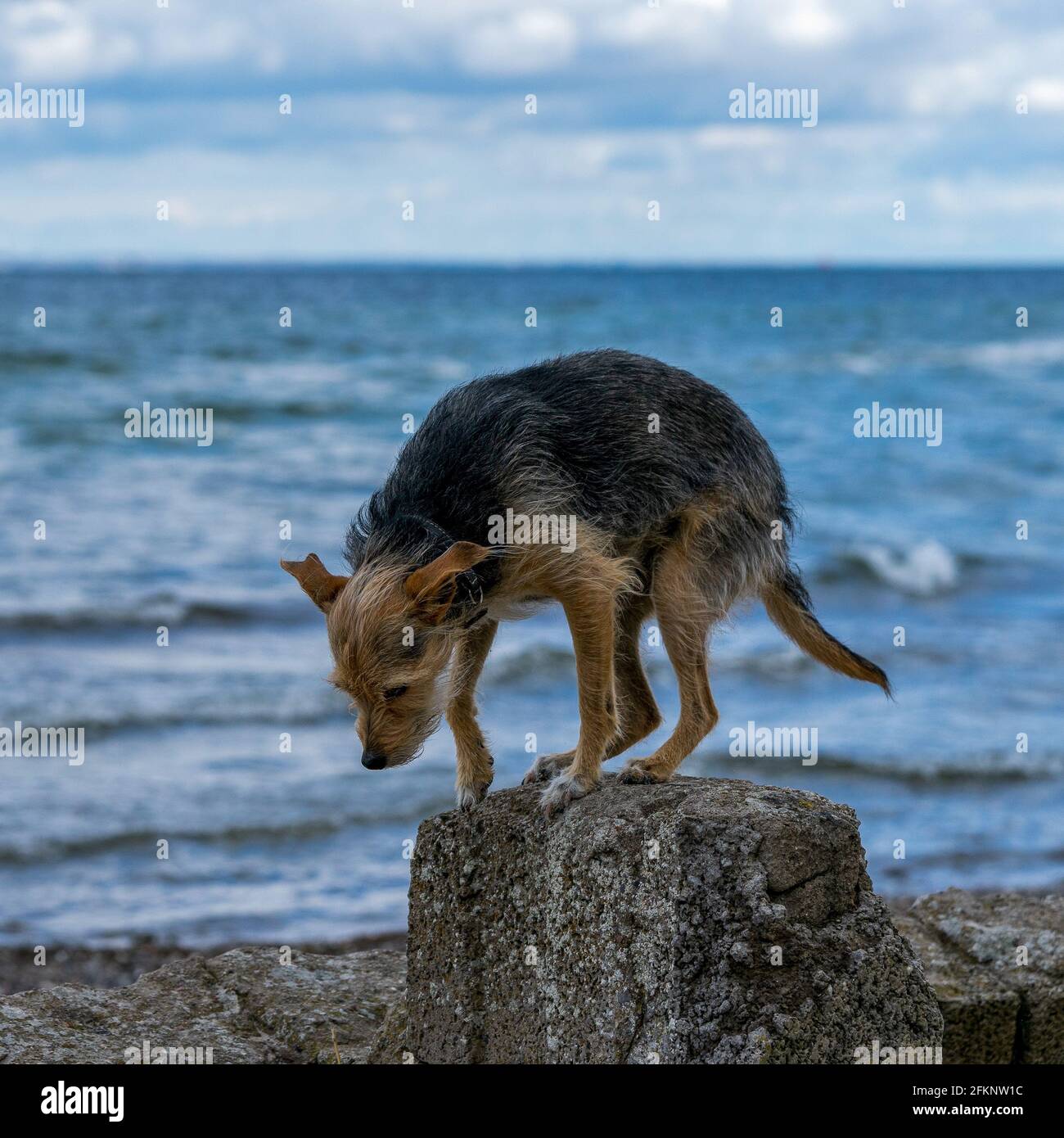 Hund am Strand Stock Photo