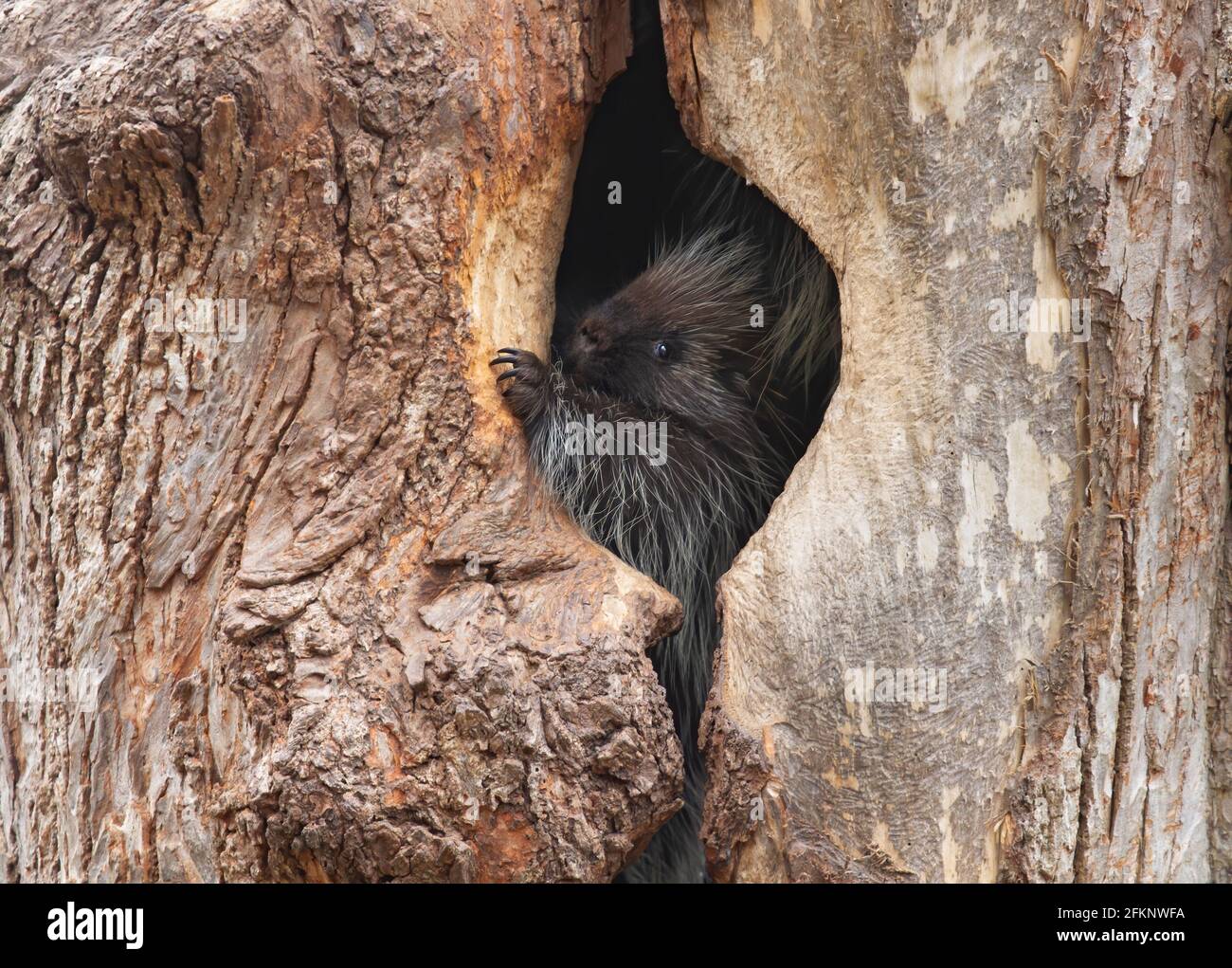 A baby porcupine sitting in a tree in the summer forest in Canada Stock Photo