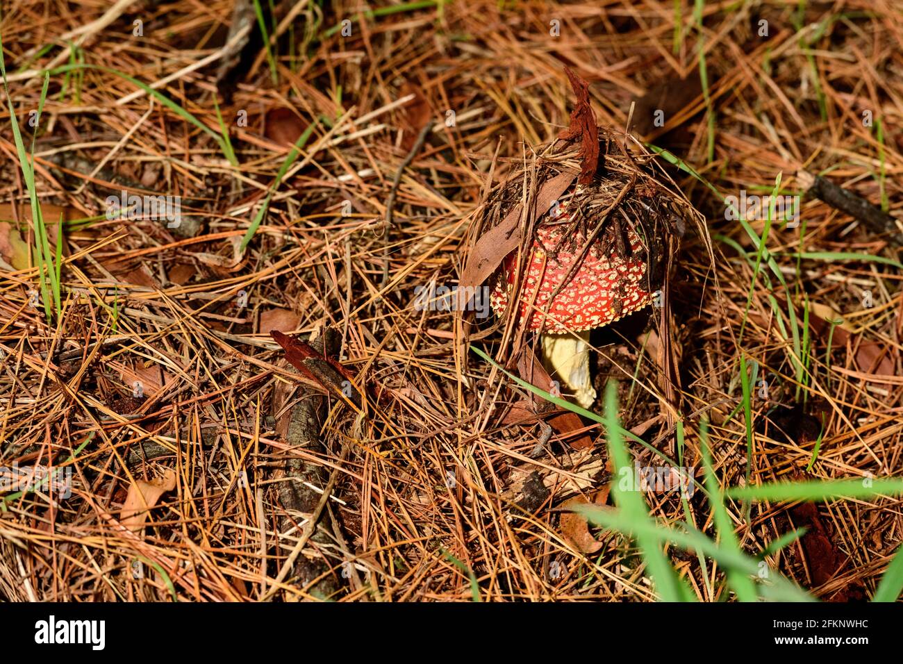 Autumn and a Fly agaric  Toadstool bursts through the pine needles Stock Photo
