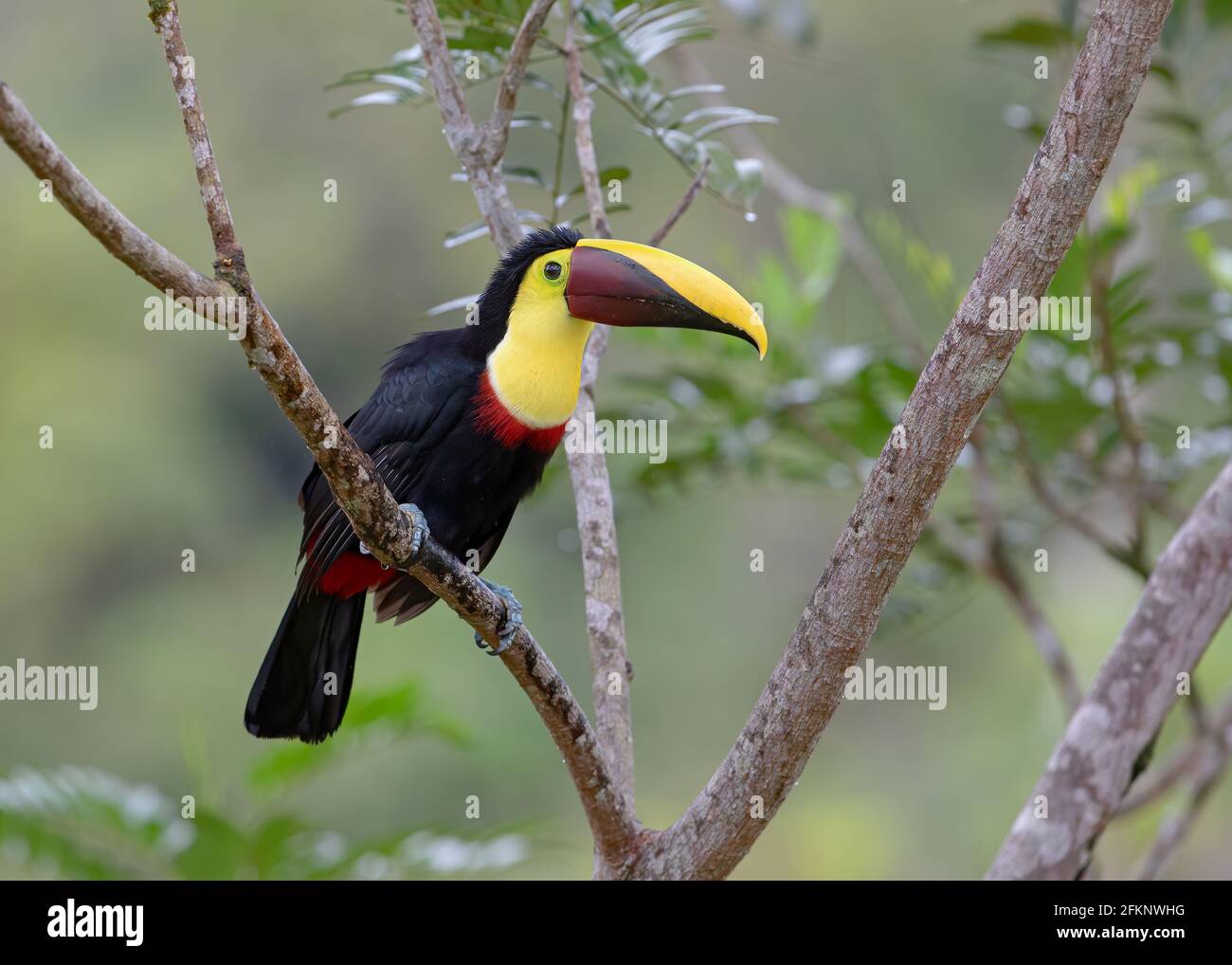 Chestnut-mandibled Toucan or Swainson's Toucan perched on a mossy branch in the tropical rainforests, Boca Tapada, Laguna de Lagarto Lodge, Costa Rica Stock Photo