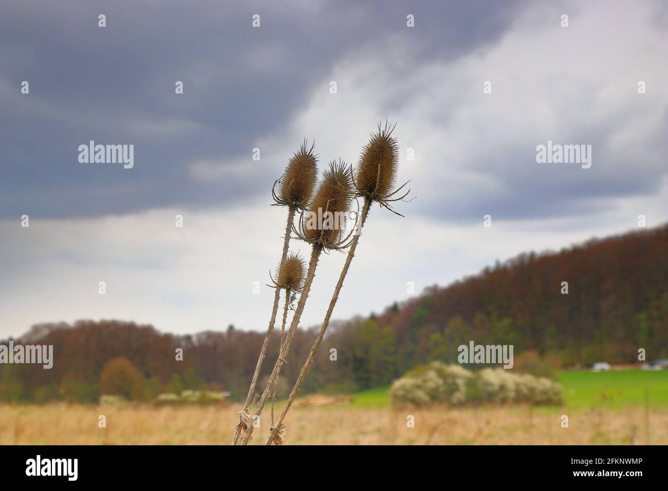 close up of wild teasels in the fields Stock Photo