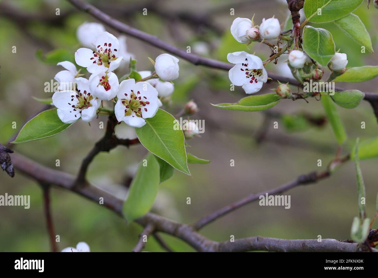 close up of cherry blossom on a twig Stock Photo