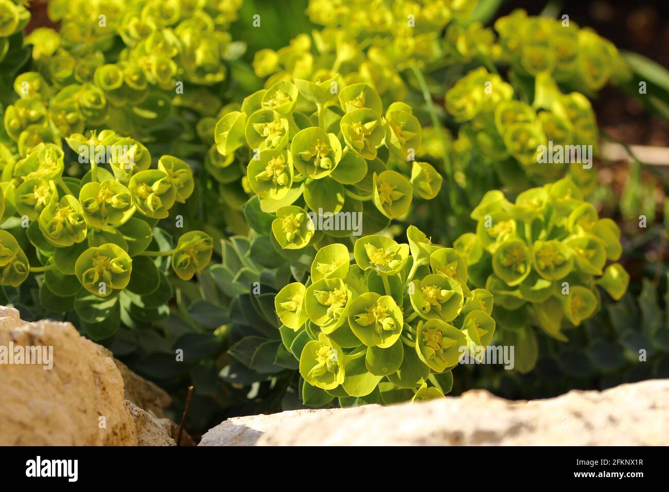 close up of a blooming spurge plant in a garden Stock Photo