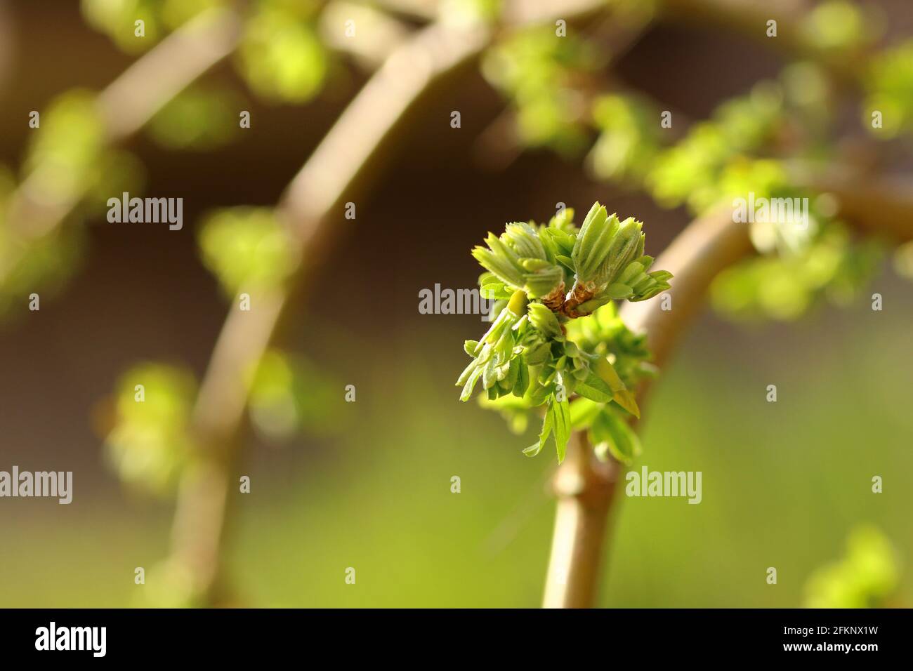 close up of a shoot out of a caragana plant Stock Photo
