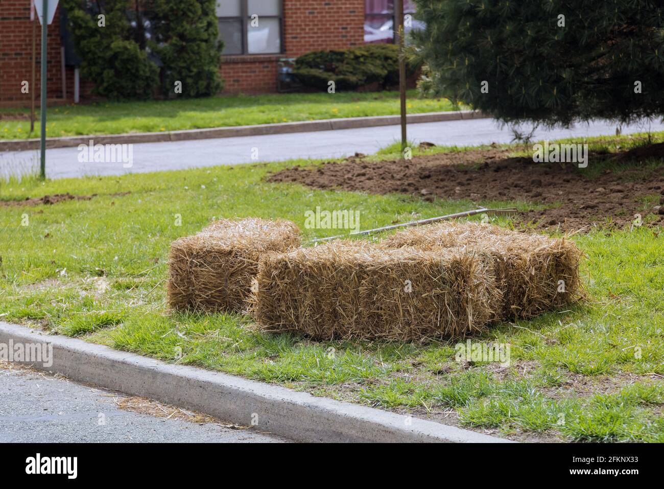 Landscaping gardener spreading straw mulch gardening housework of straw