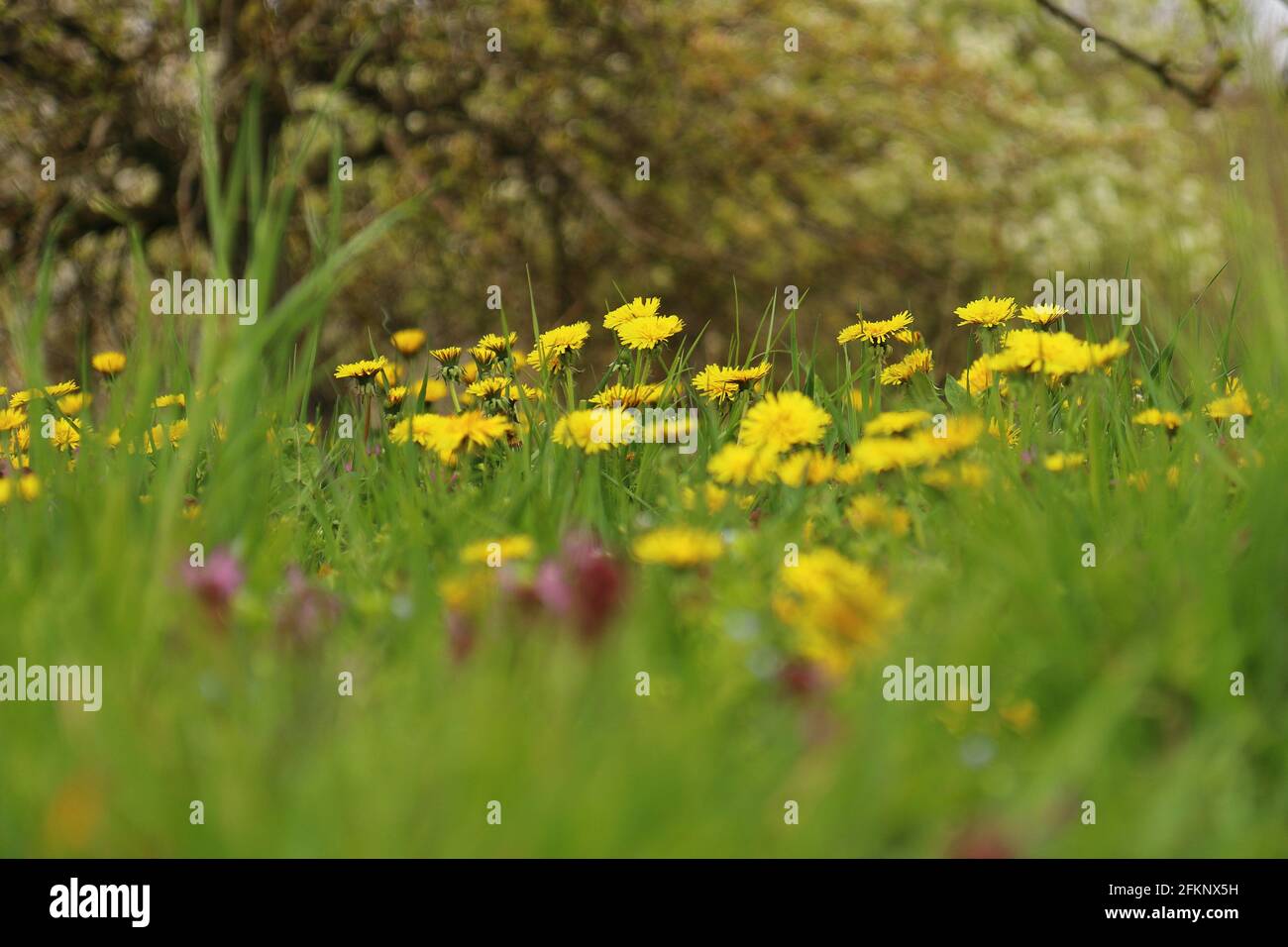 close up of wild flowers under fruit trees Stock Photo Alamy