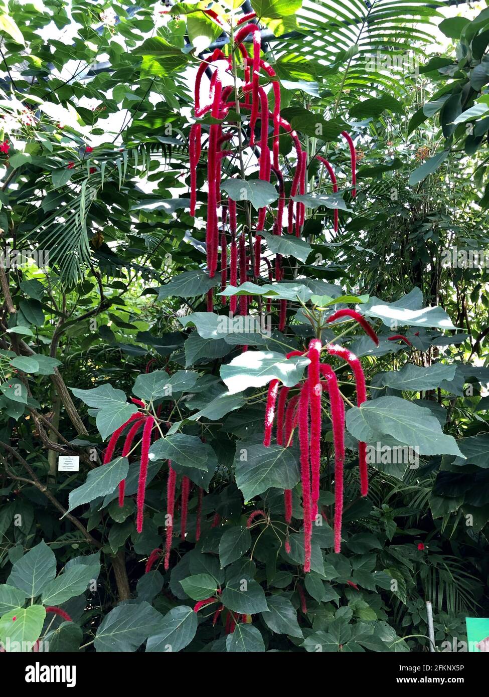 Shrub of a chenille plant growing in the garden; flora of Mainau island Stock Photo