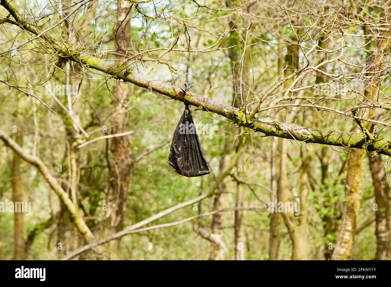 Discarded dog waste poo excrement bag left to hang on a tree branch in the English countryside  Bickerton Hills Cheshire England Stock Photo