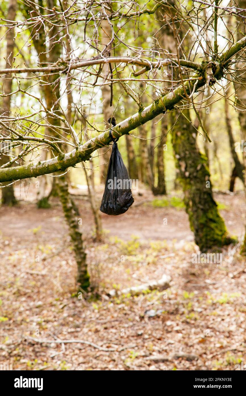 Discarded dog waste poo excrement bag left to hang on a tree branch in the English countryside  Bickerton Hills Cheshire England Stock Photo