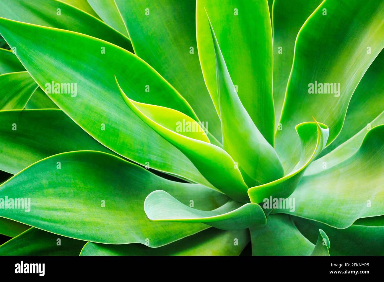 Agave attenuata, Foxtail, Lions tail, Swans neck Agave. Queensland