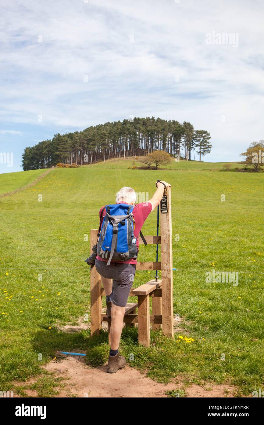 Man climbing over a wooden stile on a public footpath in the Cheshire countryside while walking in Bickerton Hills Stock Photo