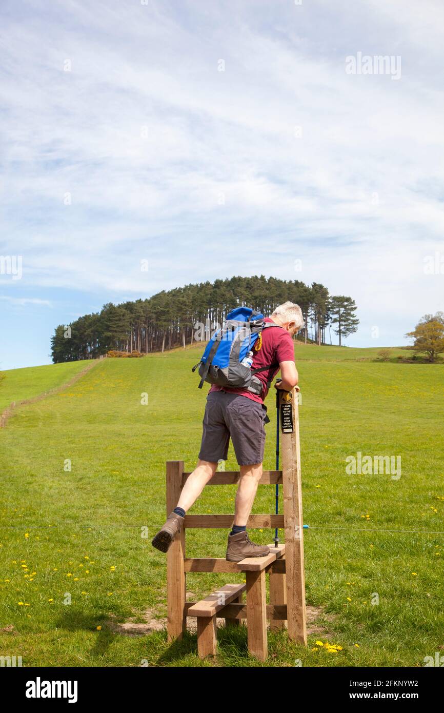 Man climbing over a wooden stile on a public footpath in the Cheshire countryside while walking in Bickerton Hills Stock Photo