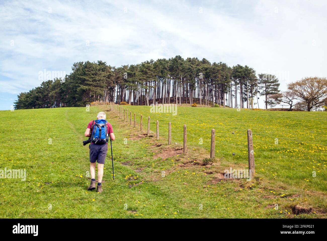 Man walking  on a public footpath in the Cheshire countryside while rambling in Bickerton Hills Stock Photo