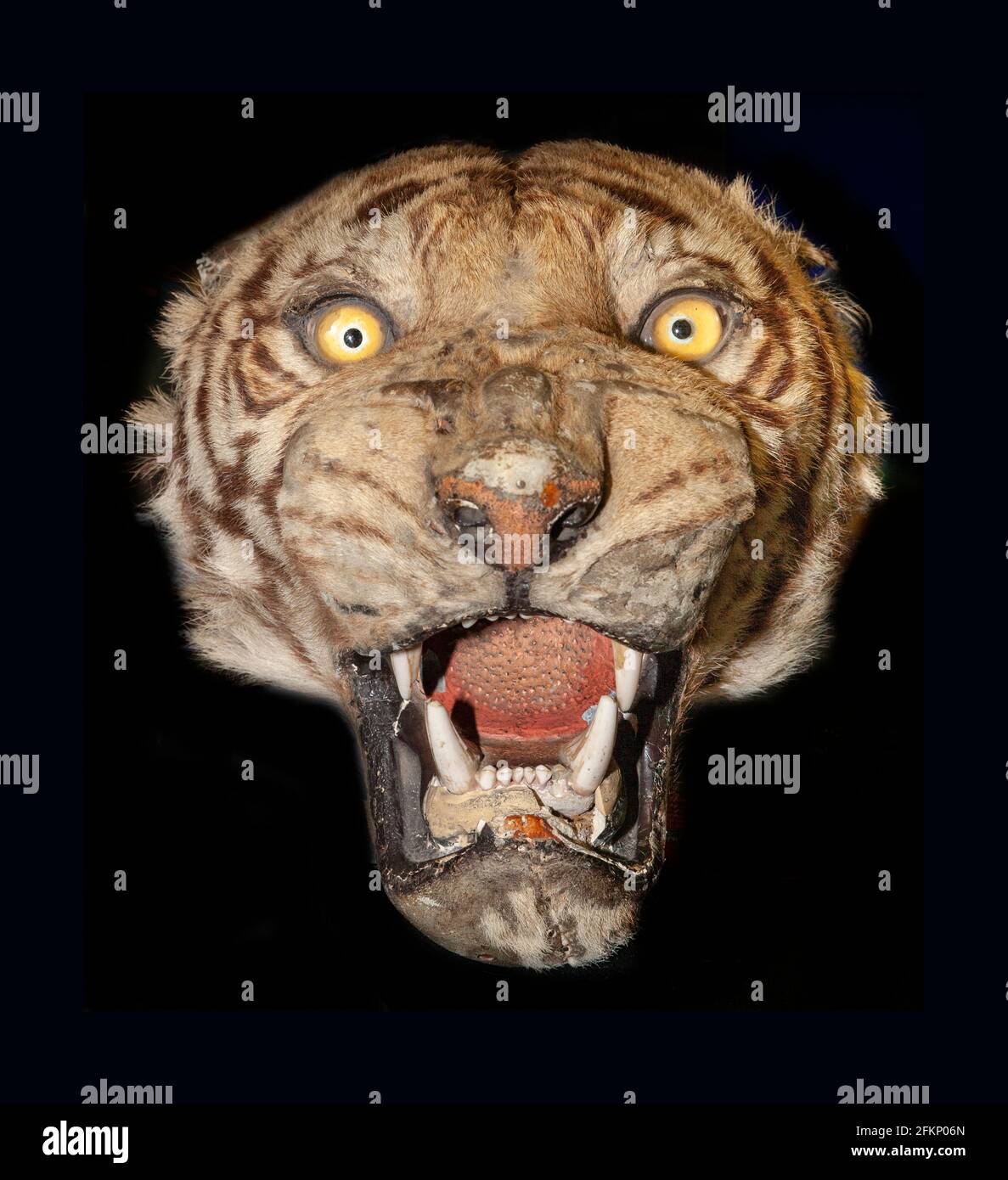 Trafficked tiger head (Panthera tigris), National Wildlife Crime Unit, Livingston, Scotland Stock Photo