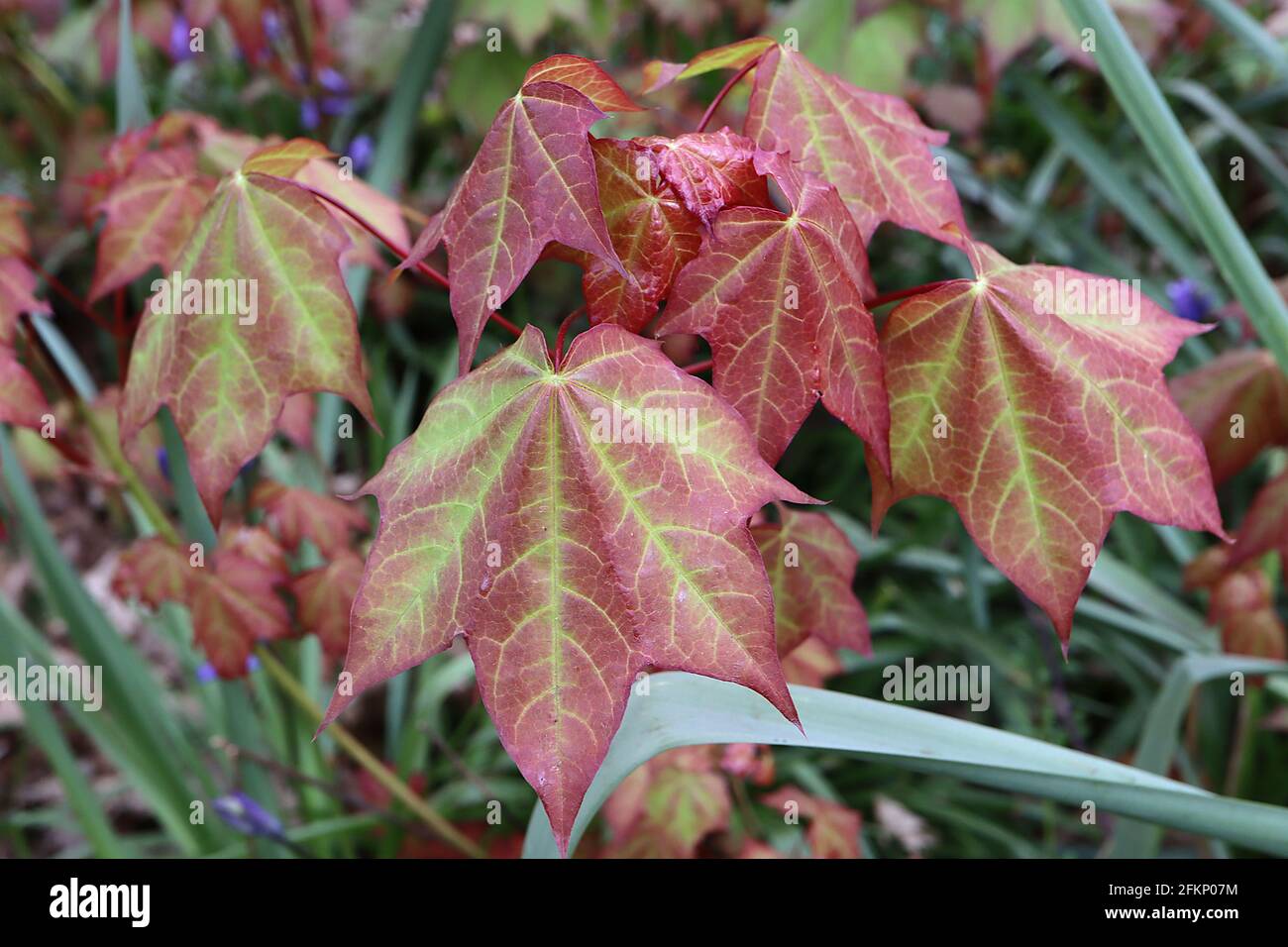 Five lobes leaves hi-res stock photography and images - Alamy