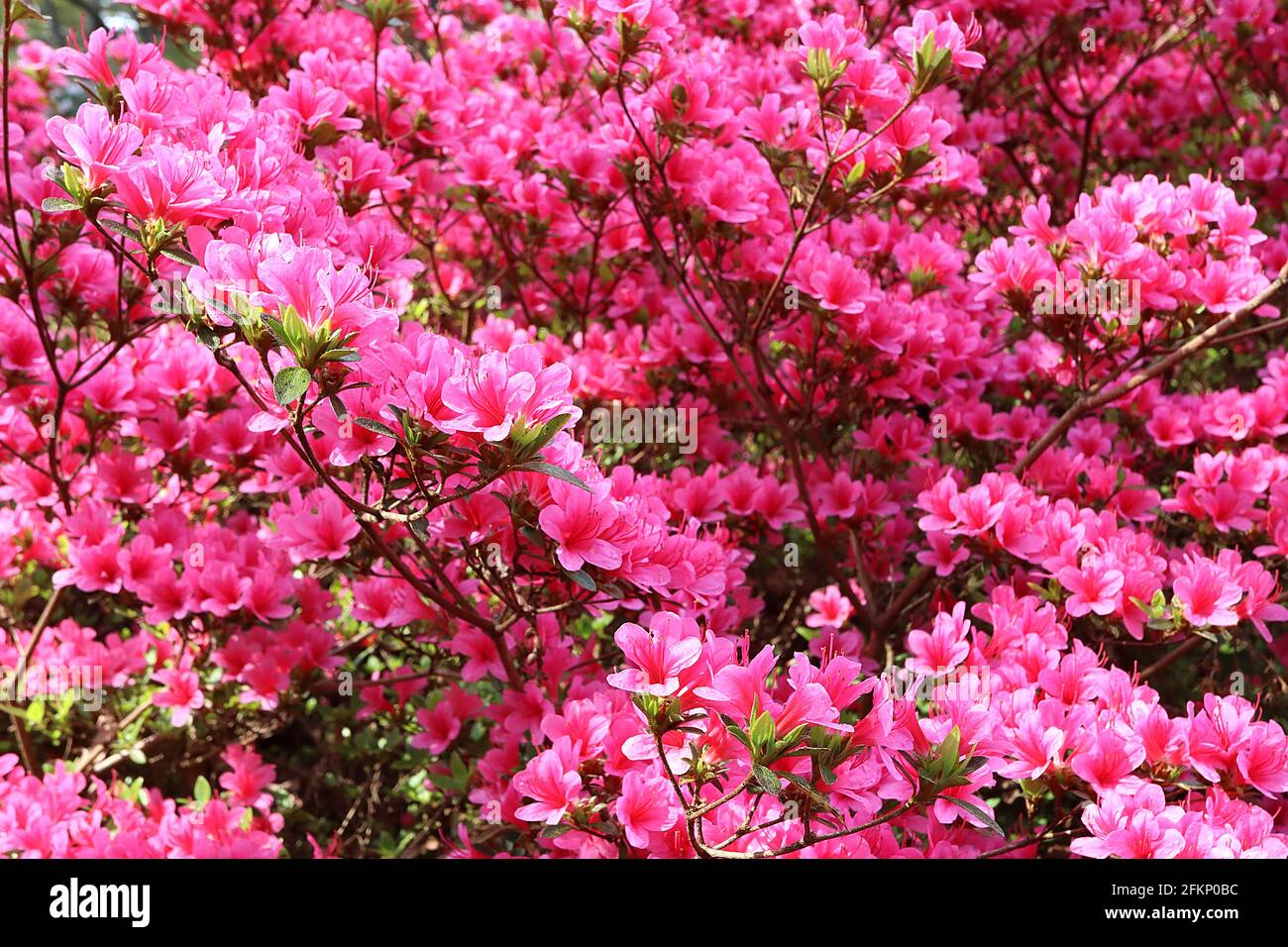 Azalea / Rhododendron ‘Kirin’ or ‘Daybreak’ (Wilson 22) Small pink funnel-shaped flowers,  May, England, UK Stock Photo
