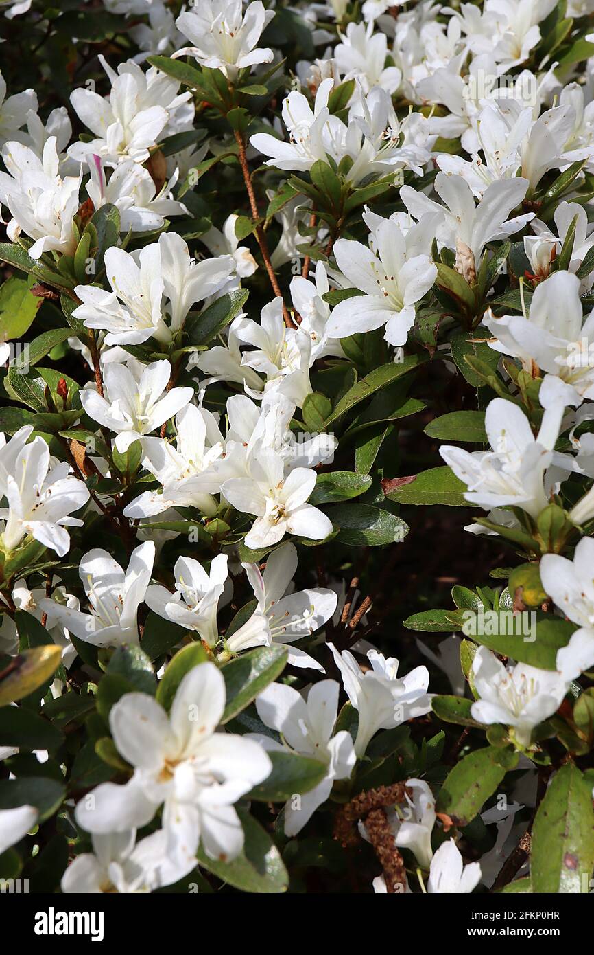 Rhododendron kure no yuki hires stock photography and images Alamy