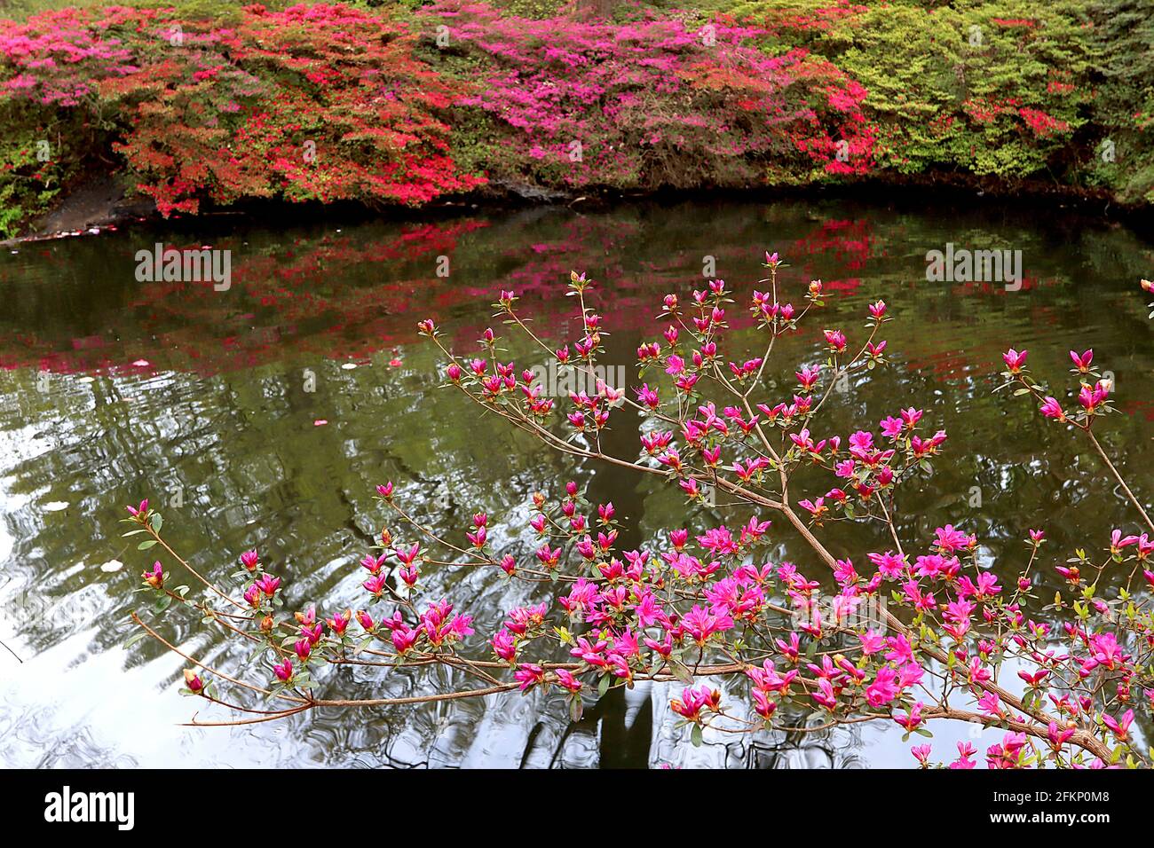 Azalea / Rhododendron ‘Kirin’ or ‘Daybreak’ (Wilson 22) and ‘Vuyks Scarlet’ or ‘Red Hussar’ (Dutch cultivar Kurume azalea) May, England, UK Stock Photo