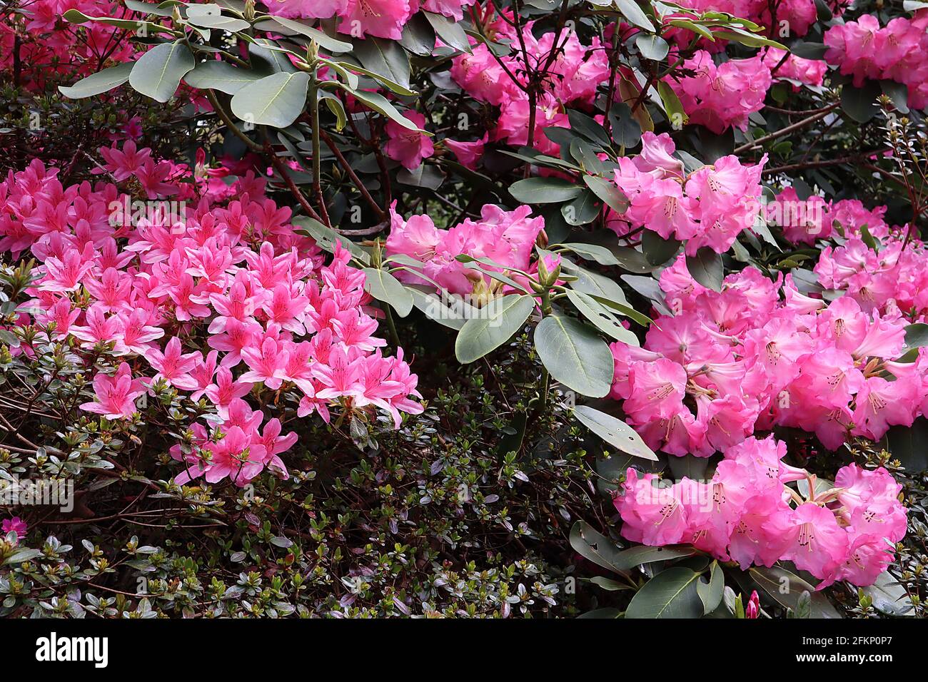 Azalea / Rhododendron ‘Kirin’ or ‘Daybreak’ (Wilson 22) Small pink funnel-shaped flowers,  May, England, UK Stock Photo