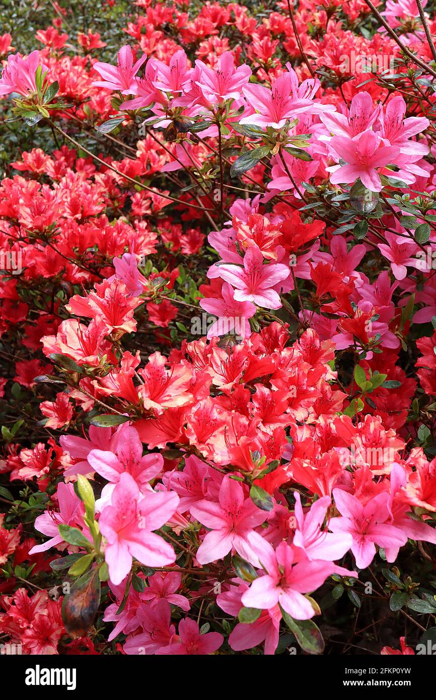 Azalea / Rhododendron ‘Kirin’ or ‘Daybreak’ (Wilson 22) and ‘Vuyks Scarlet’ or ‘Red Hussar’ (Dutch cultivar Kurume azalea) May, England, UK Stock Photo