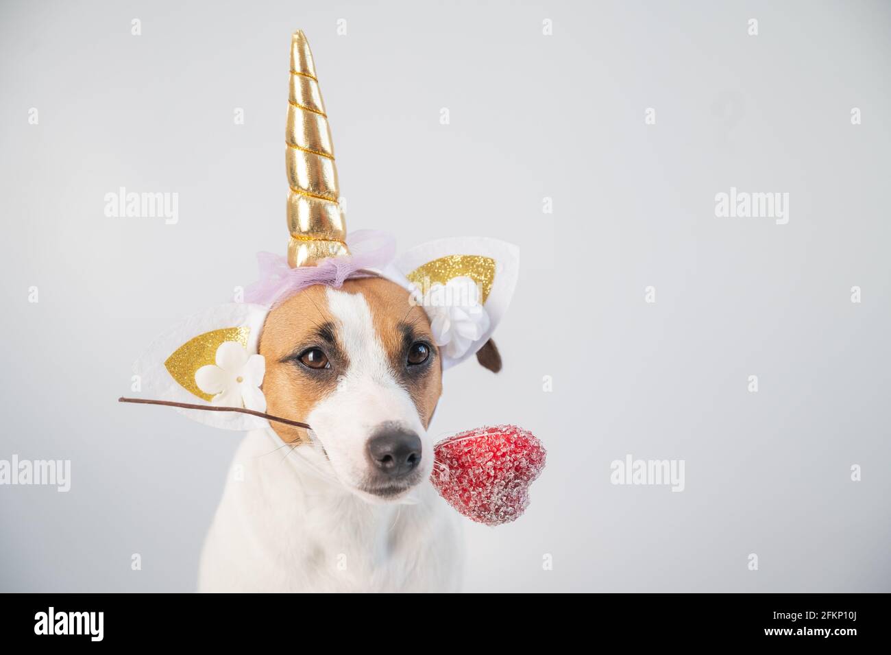 Cute jack russell terrier dog in a unicorn headband holding a