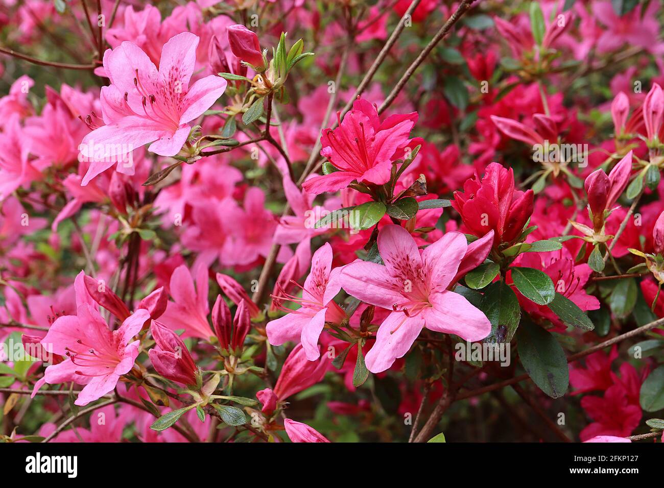Azalea / Rhododendron ‘Kirin’ or ‘Daybreak’ (Wilson 22) and ‘Hinode-giri’ or ‘Red Hussar’ (Wilson 42) Small pink and crimson red funnel-shaped flowers Stock Photo