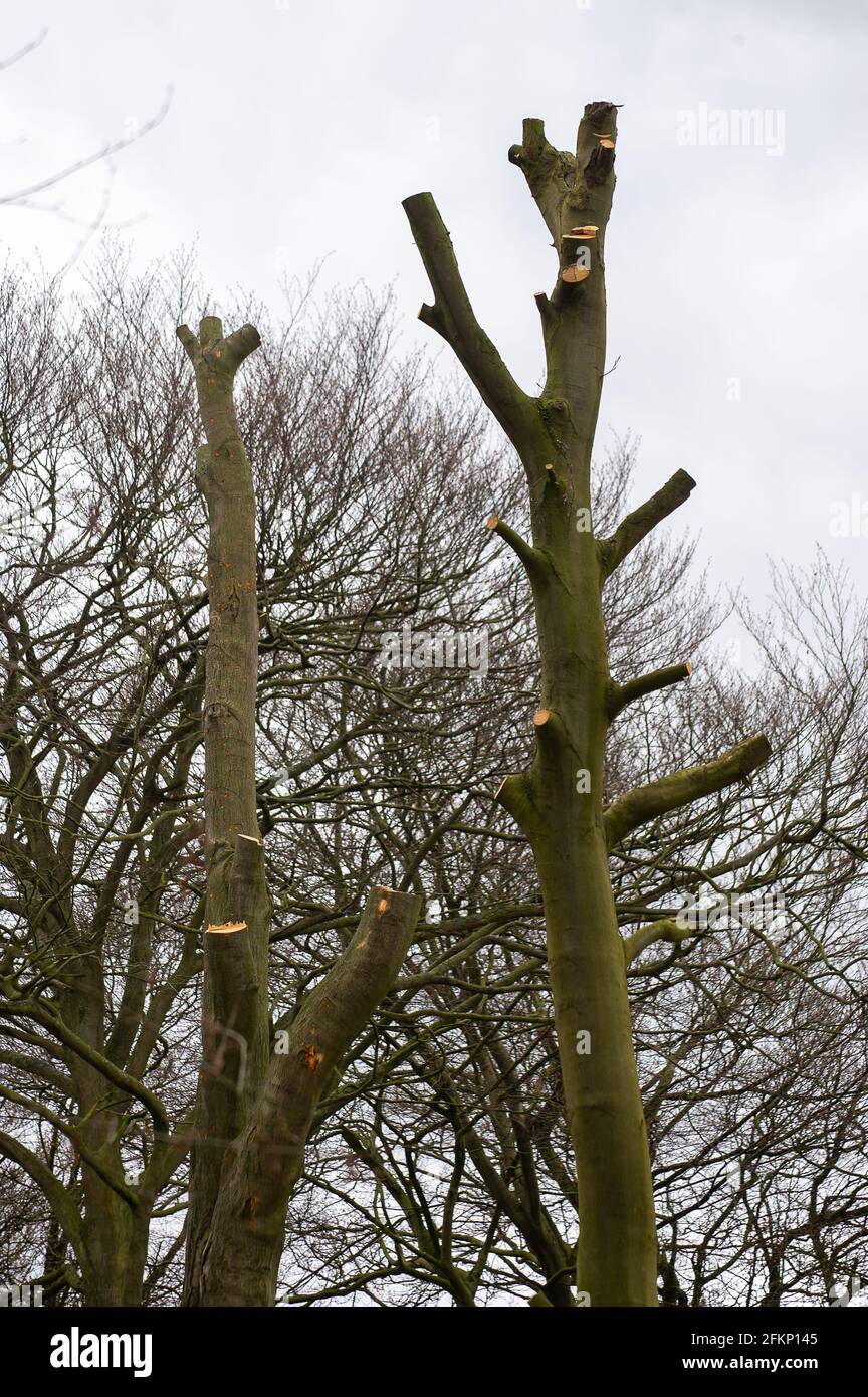 Aylesbury, UK. 16th April, 2021. Trees delimbed by HS2 ready for