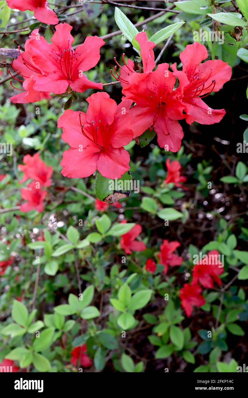 Azalea / Rhododendron ‘Vuyks Scarlet’ (Dutch cultivar Kurume azalea) Small red funnel-shaped flowers,  May, England, UK Stock Photo