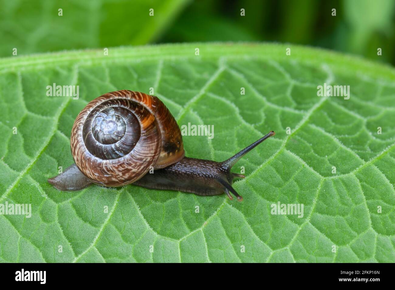 Common snail (Cornu aspersum), UK Stock Photo