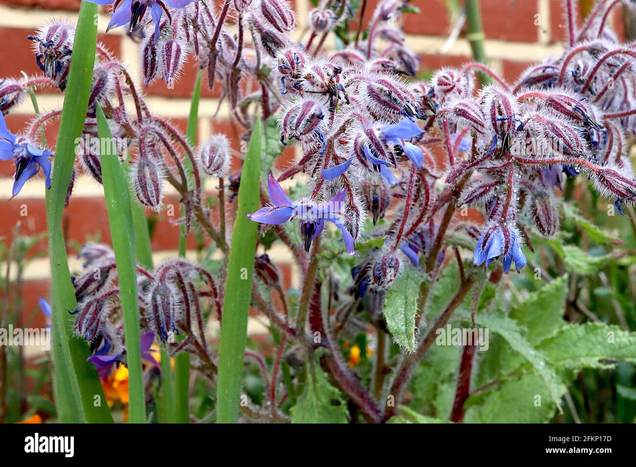 Borago officinalis  Borage – cymes of bright blue flowers and very hairy stems,  May, England, UK Stock Photo