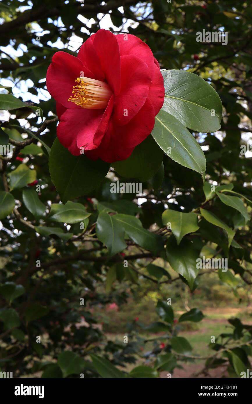Camellia greensboro red hires stock photography and images Alamy