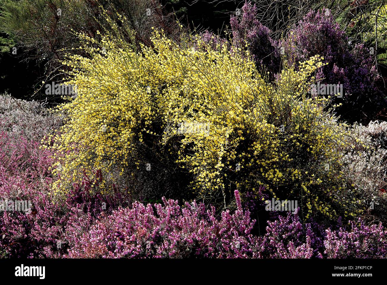Cytisus praecox / broom ‘Allgold’  yellow pea-like flowers Erica vagans ‘Pyrenees Pink’  tiny urn-shaped pink flowers,  May, England, UK Stock Photo