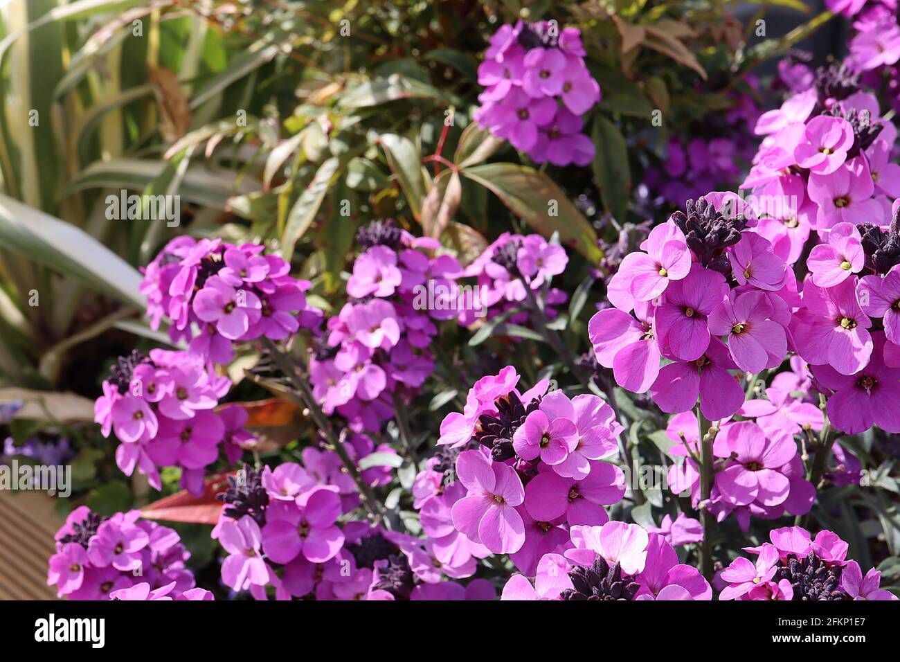 Erysimum 'Winter Joy' Wallflower Winter Joy – mauve and purple flowers with rounded petals,  shades,  May, England, UK Stock Photo