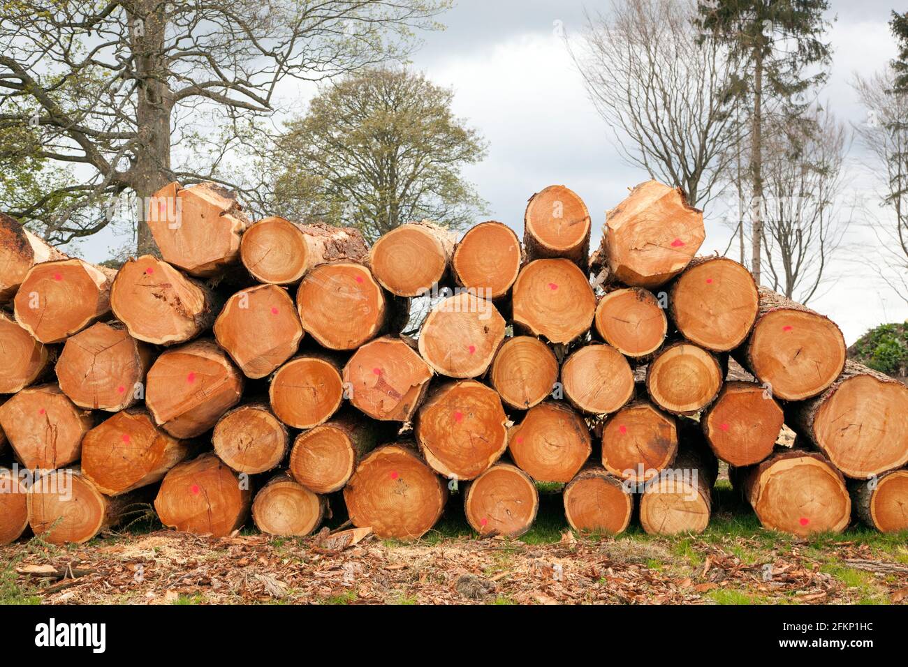 Tree trunks and logs stacked and piled up after commercial tree felling operations in woodland