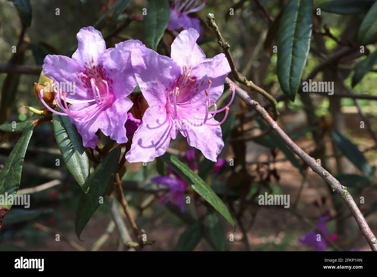 Rhododendron augustinii ‘Electra’ Violet blue flowers with green blotch, dark green elliptic leaves,  May, England, UK Stock Photo