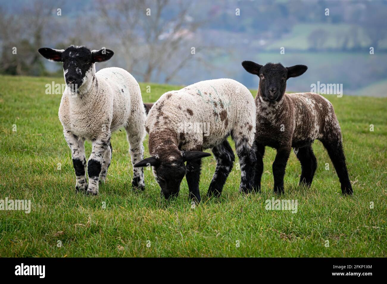 Three lambs in a May spring meadow with one grazing Stock Photo