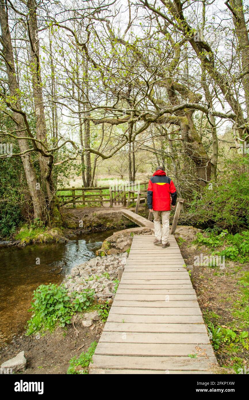 Man walking across a wooden footbridge over Shirley Brook in woodland in Osmaston park near Ashbourne Derbyshire England Stock Photo