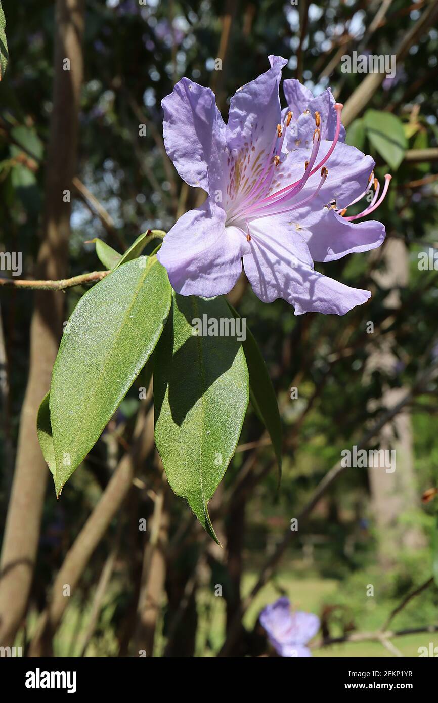 Rhododendron augustinii ‘Electra’ Violet blue flowers with green blotch, dark green elliptic leaves,  May, England, UK Stock Photo