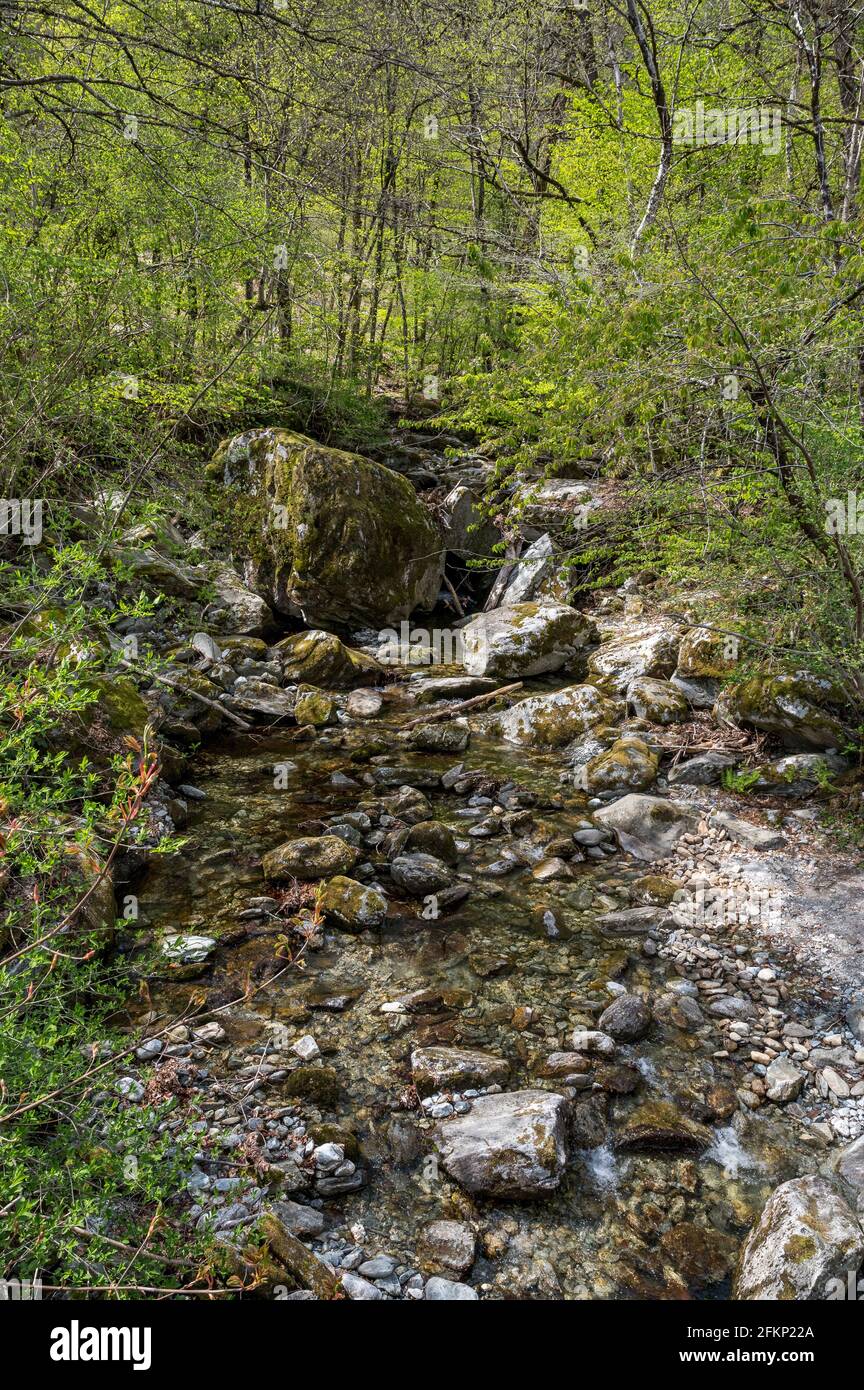 creek in forest near Maggia, Ticino Stock Photo